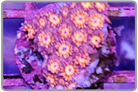 Red Flower Pot Coral
